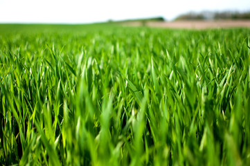 green grass field and bright sky