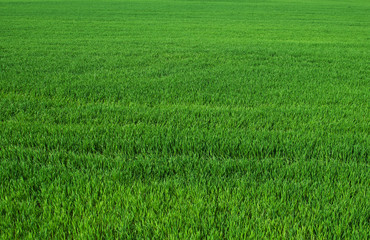 Plakat green grass field and bright sky. background