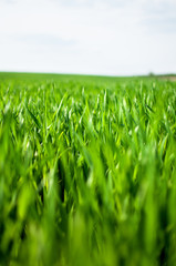 green grass field and bright sky
