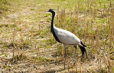 Demoiselle Crane among the dry grass side view