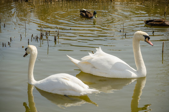 Two white swans swimming in a pond