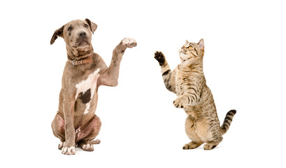 Playful pit bull puppy and a cat Scottish Straight