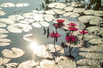 one day in the morning,red lotus blooming in the marsh 