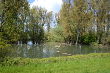 Altrhein bei Eggenstein (3)