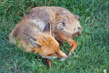 Fototapeta premium Fox asleep in the grass