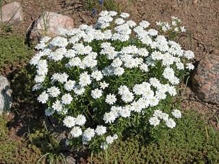 Schleifenblume, Iberis, Felsenbauernsenf