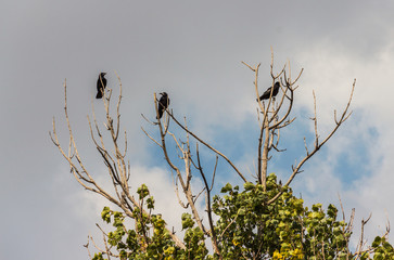 Three black crows on a branch