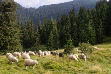 Fototapeta premium summer landscape of Marmarosy mountains range of Carpathian mountains on the Ukraine and Romania border