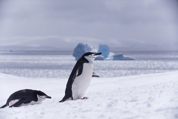 Obraz premium penguin and snow