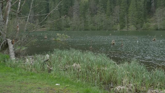 Tilt shot to a beautiful lake with tre trunks in the waters in the fir forests.