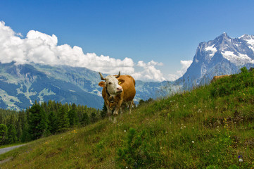 Cow in idyllic alpine landscape, Alps mountains  and countryside in summer, Switzerland
