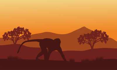 Fototapeta na wymiar Silhouette of monkey in hills