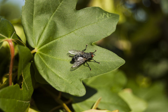 Wallpaper Macro fly on green leaf