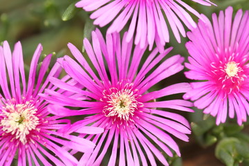 Obraz premium A wild flower in spring.