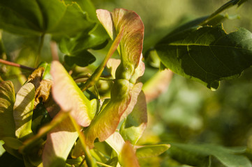 Wallpaper Macro Green Seeds on Blur Background