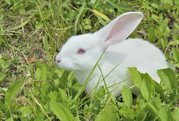 Young rabbit 16