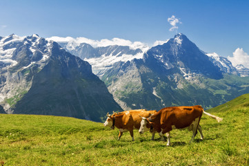 Fototapeta na wymiar Beautiful idyllic alpine landscape with cows, Alps mountains and countryside in summer, Switzerland 