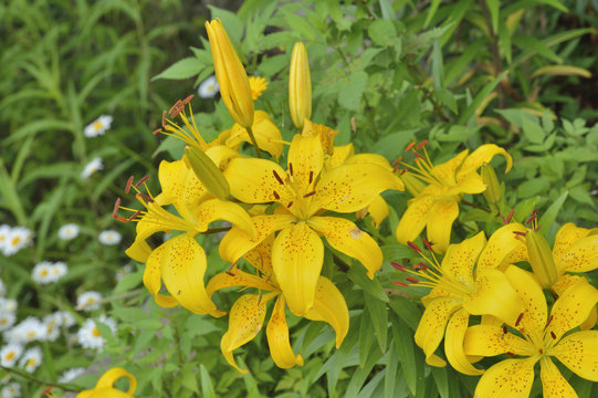Yellow lilies 6