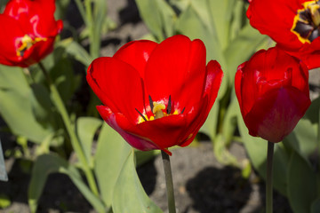 Obraz premium Beautiful red tulips in the garden, spring time, inside the flower