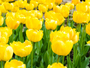 Fototapeta premium Beautiful yellow tulips on the meadow