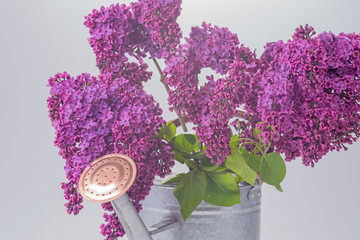 Lila Flieder mit Blechkanne