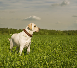 Dog in the grass