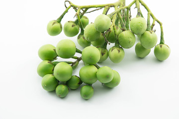 Turkey berry, Solanum torvum is a bushy, erect and spiny perennial plant used horticulturally as a rootstock for eggplant.