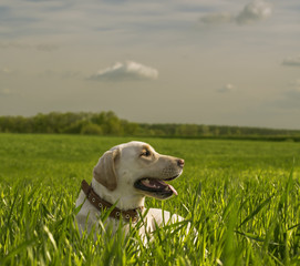 Dog in the grass