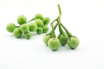 Turkey berry, Solanum torvum is a bushy, erect and spiny perennial plant used horticulturally as a rootstock for eggplant.