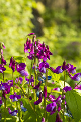 Baptisia flower. The family of legumes