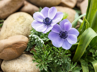 Fototapeta na wymiar blue anemones in the spring garden