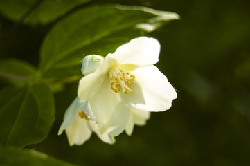 Obraz na płótnie Canvas Wallpaper Macro white Flower on Blur Background