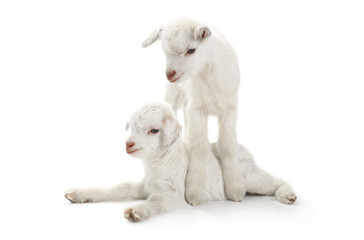 Fototapeta premium two goat