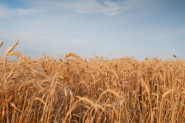 Fototapeta na wymiar Ready to harvest field gold ears of wheat under the blue sky.