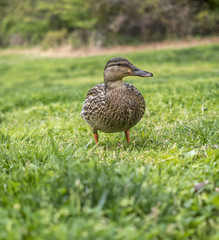  mallard duck  (Anas platyrhynchos)
