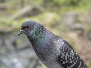 Feral pigeons,Columba livia domestica