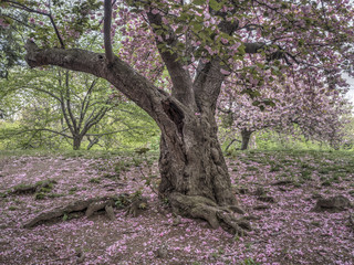Obraz premium Central Park, New York City