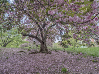 Fototapeta premium Central Park, New York City