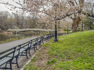 Fototapeta premium Central Park, New York City spring