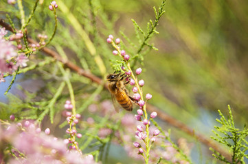 Wallpaper Macro of Bee Working on Pink Flower, Blur Background
