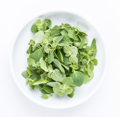 Oregano (over white)