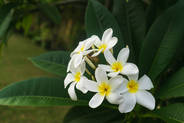 Fototapeta na wymiar tropical flowers plumeria on a tree.