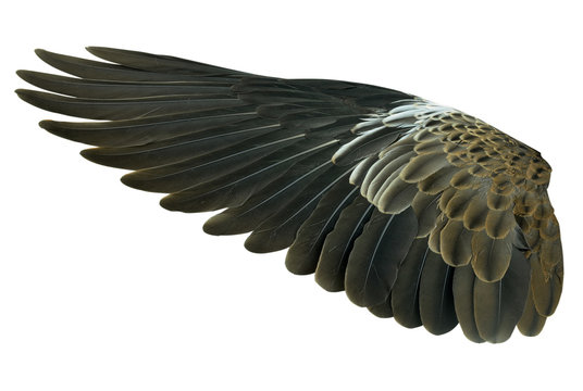 Fototapeta Wings isolated on white