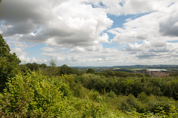 Obraz premium Summertime trees. A few trees in the English summer in the county of Herefordshire.