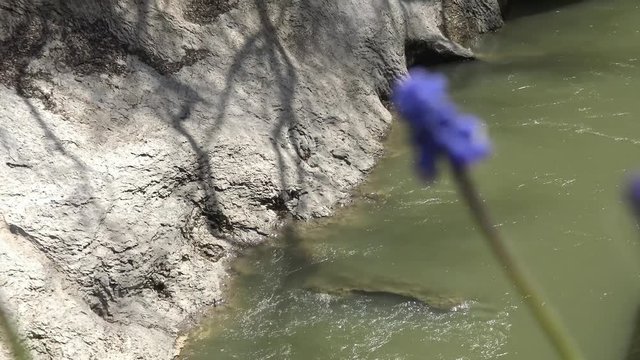 Весеннее цветение Мускари (мышиный гиацинт) в Ходжохском ущелье реки Белой Краснодарского края.