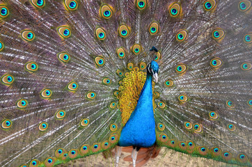 Obraz premium paw z otwartym ogonem