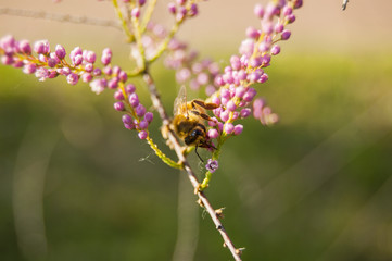 Wallpaper Macro of Bee Working on Pink Flower, Blur Background