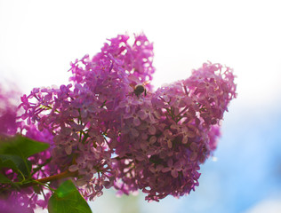 Vibrant spring blossom of lilac, green fresh background.