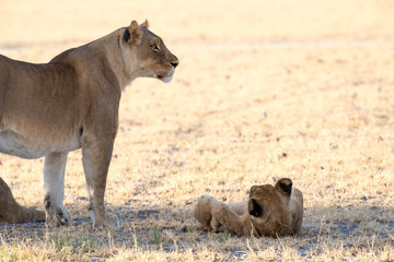 Lioness and cub
