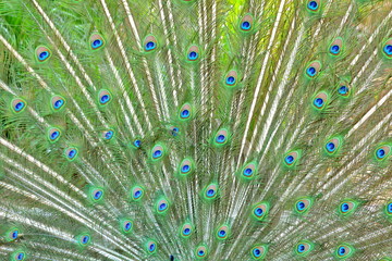 Fototapeta premium Plumes de paon qui fait la roue